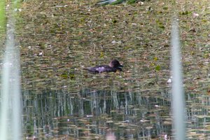 DSCF1454.JPG