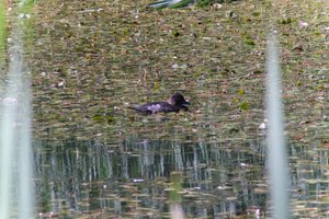 DSCF1457.JPG