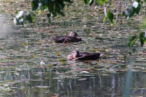 DSCF1473.JPG
