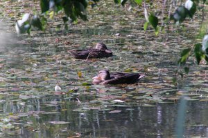 DSCF1474.JPG