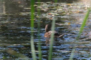 DSCF1486.JPG