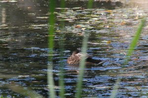 DSCF1493.JPG