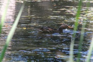 DSCF1508.JPG
