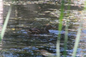 DSCF1511.JPG