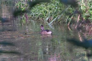 DSCF1559.JPG