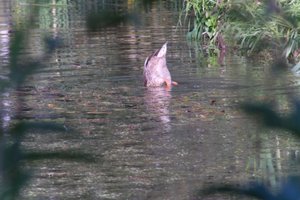 DSCF1577.JPG