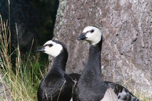DSCF1620.JPG