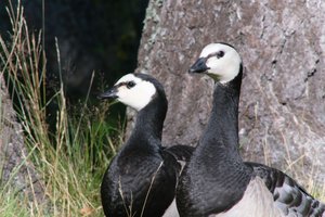 DSCF1622.JPG
