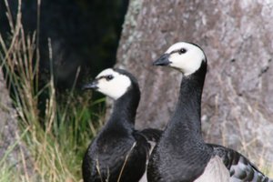 DSCF1633.JPG