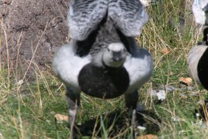 DSCF1661.JPG