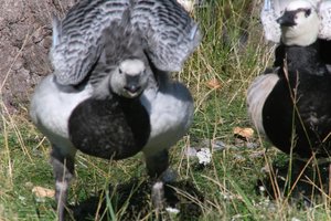 DSCF1663.JPG