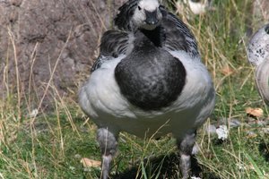DSCF1670.JPG
