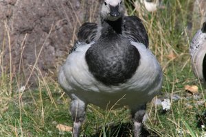 DSCF1671.JPG