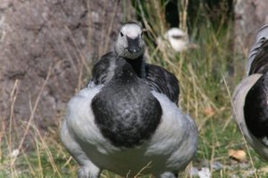 DSCF1675.JPG