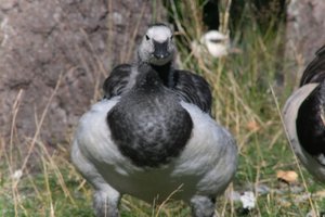 DSCF1676.JPG