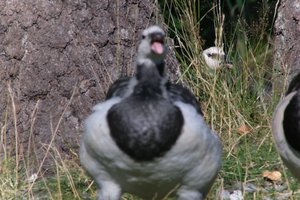 DSCF1679.JPG