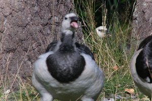 DSCF1680.JPG
