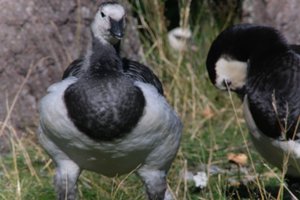 DSCF1685.JPG