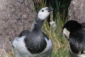 DSCF1686.JPG