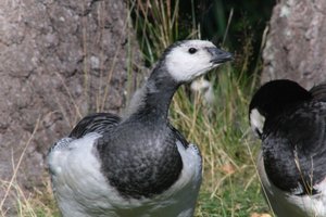 DSCF1688.JPG