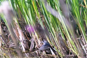 DSCF1728.JPG