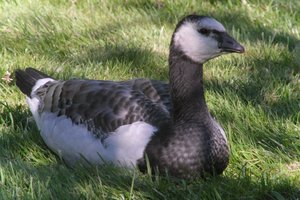 DSCF1786.JPG