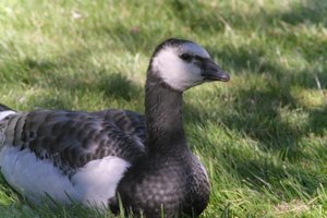 DSCF1796.JPG