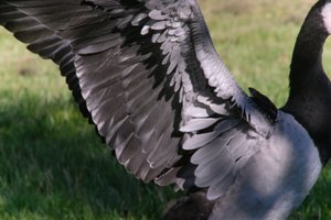 DSCF1809.JPG