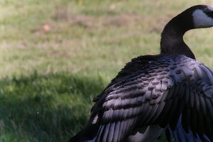 DSCF1811.JPG