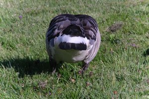 DSCF1813.JPG