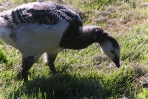 DSCF1868.JPG