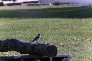 DSCF1891.JPG