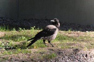 DSCF1960.JPG