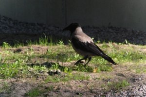 DSCF1972.JPG