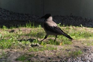 DSCF1973.JPG