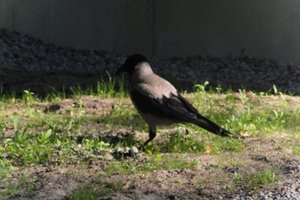 DSCF1975.JPG