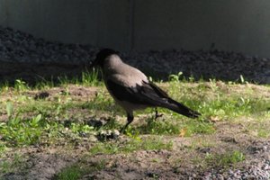DSCF1976.JPG