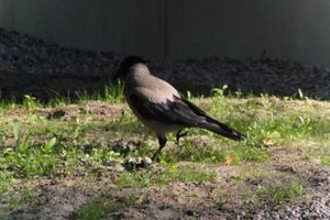 DSCF1977.JPG