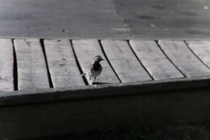 DSCF1989.JPG