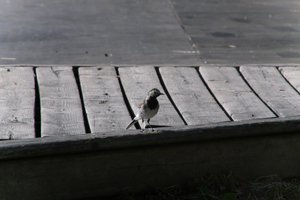DSCF1994.JPG