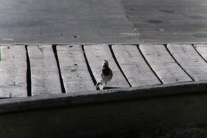 DSCF1997.JPG
