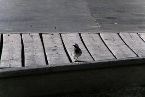 DSCF1998.JPG