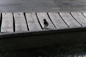 DSCF2001.JPG
