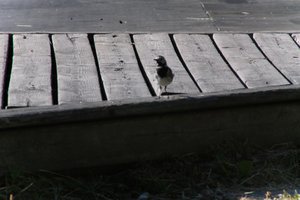 DSCF2002.JPG
