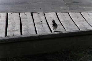 DSCF2003.JPG