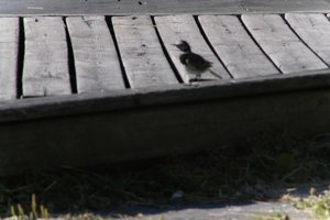 DSCF2011.JPG