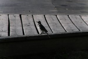 DSCF2012.JPG
