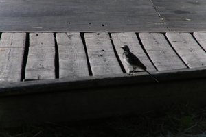 DSCF2016.JPG