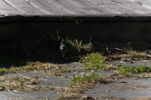 DSCF2018.JPG