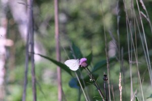 DSCF2028.JPG